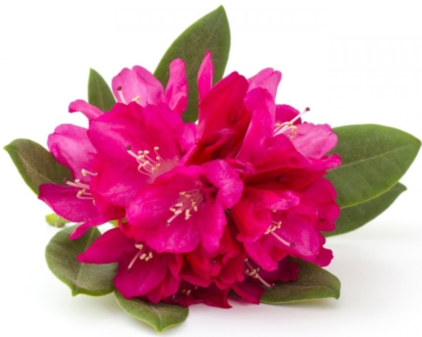 arcaya n7 cream imperia cream 100 ml k132 31